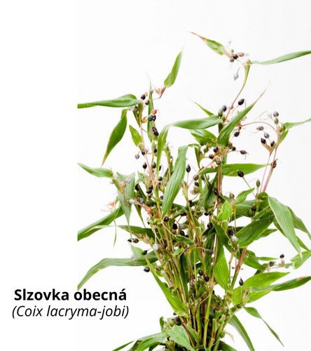 Slzovka obecná